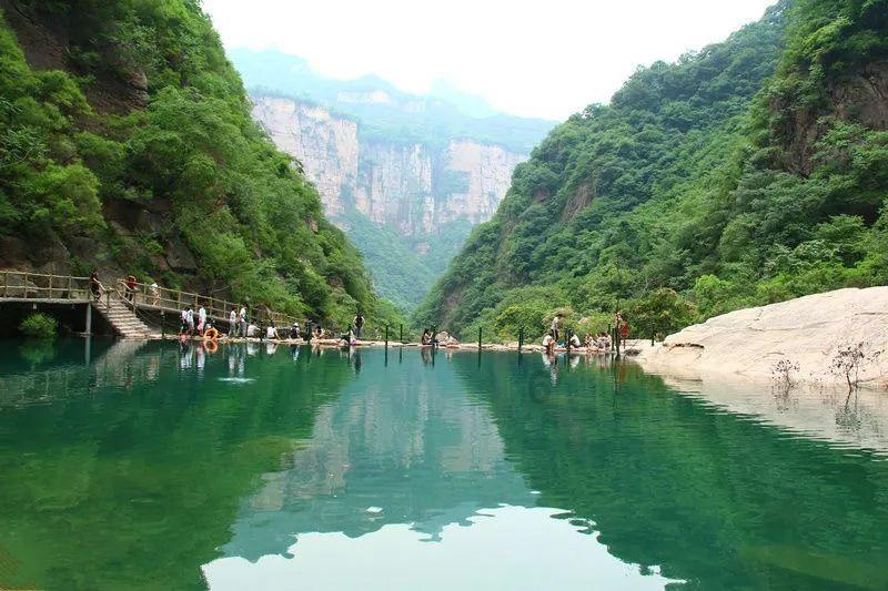 可爱小猫向上跳